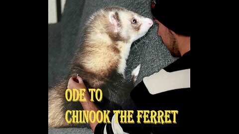 Ode to Chinook the Ferret