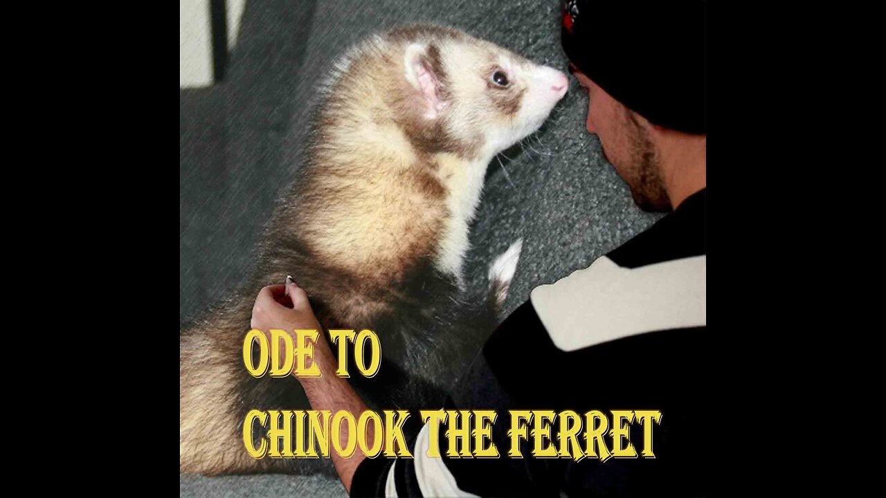 Ode to Chinook the Ferret