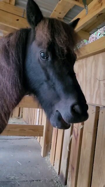 eating his breakfast