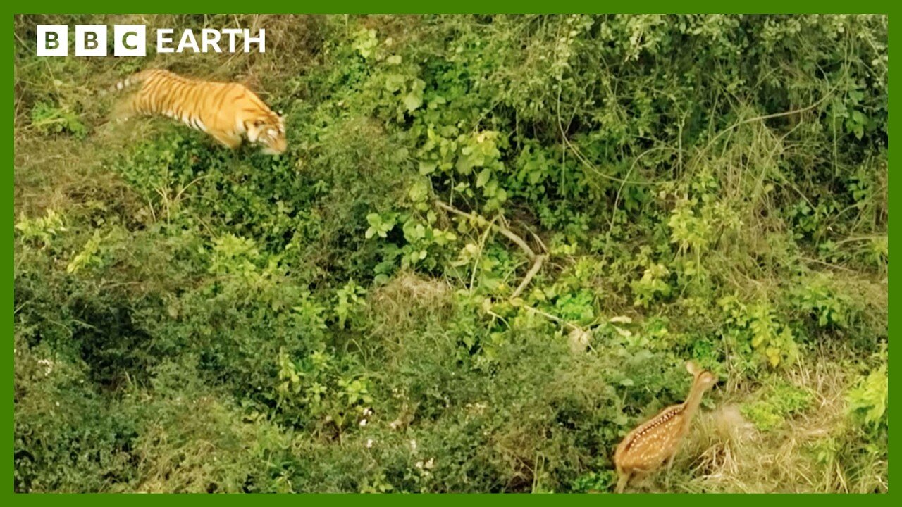 Mother Tiger Hunts to Feed Cubs