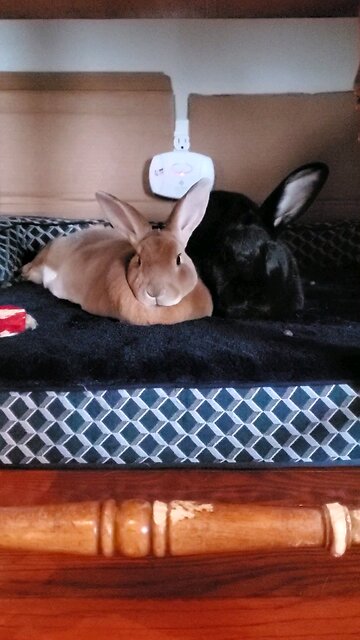 Happy Valentine's Day from the love buns 💕