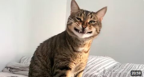 You Laugh, You Lose! 🤣 Funny Cat Videos 2025 😹