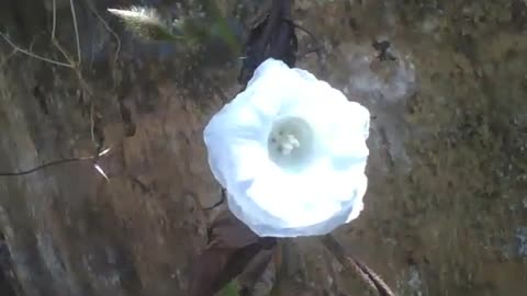 Small white flower on the street receives sunlight, and it shines a little [Nature & Animals]