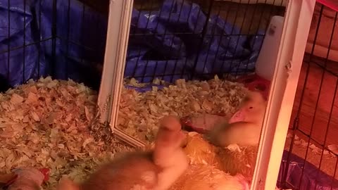 It's so cute the way baby Lemongrab would cuddle with his stuffed duck to fall asleep.