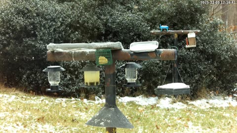 Bird Feeder in Western Maryland USA