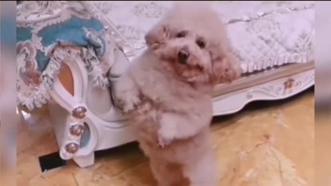 Cute puppies comedy videos On camera moment 😂😂😍😍