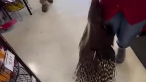 Pet Porcupine