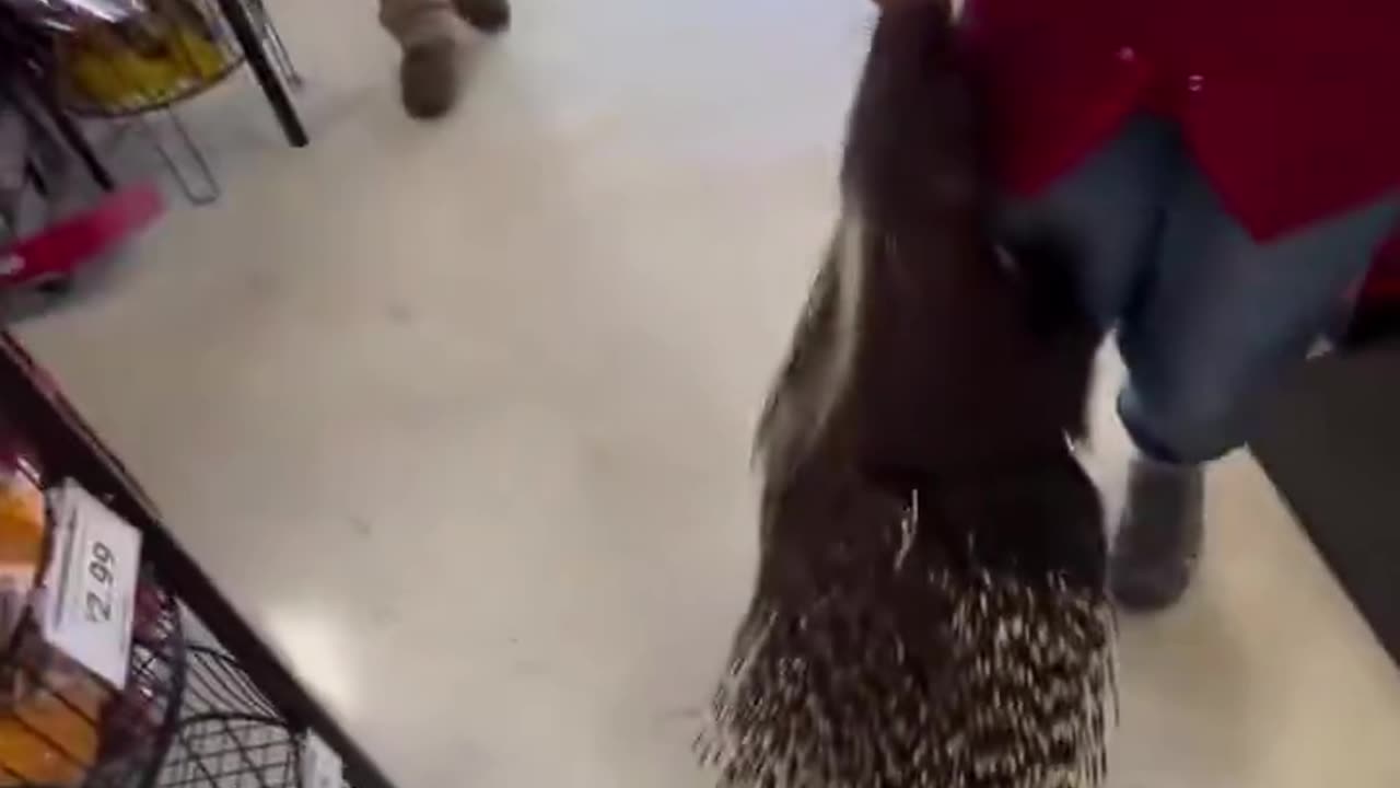 Pet Porcupine