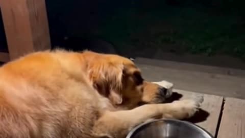 🦝🍕 This Raccoon Stole the Food and Ran Away Like a Pro 😂✨