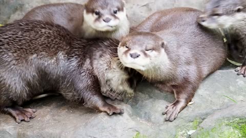 PANTANAL - SECRETS OF THE WILD LAND