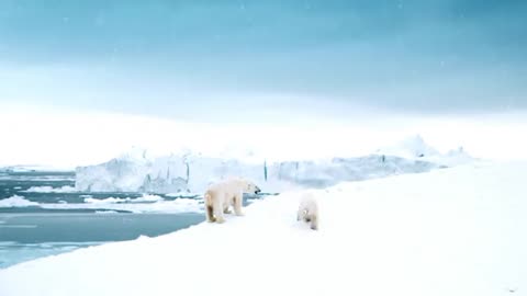 BERUANG KUTUB !! POLAR BEAR !! HD !!!!