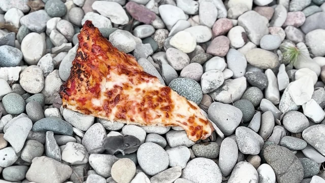 Kind Man Shares Whole Slice of Pizza with Baby Mouse