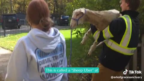 Moving the Sheep!