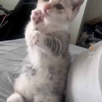 Cute little kittens and cats funny video