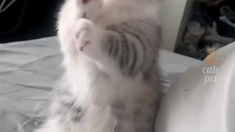 Cute little kittens and cats funny video