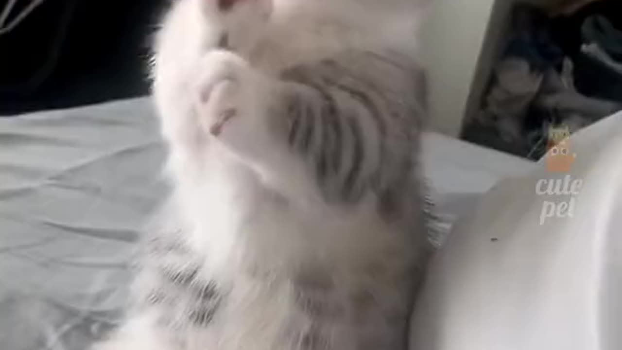 Cute little kittens and cats funny video