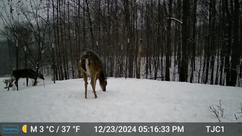 Deer Conflict