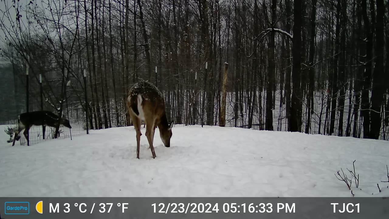Deer Conflict
