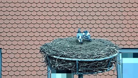 Lovebirds in an empty stork nest 💞🕊🕊💕