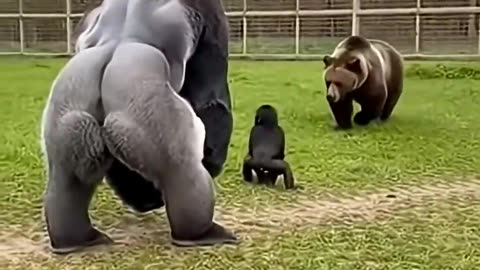 Bear Attacks Baby Gorilla… Silverback Reacts Instantly