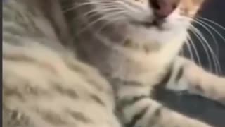 😹🦊 Don't Touch Me, Human! This Cat's Warning Signs Are EPIC! | FunFM