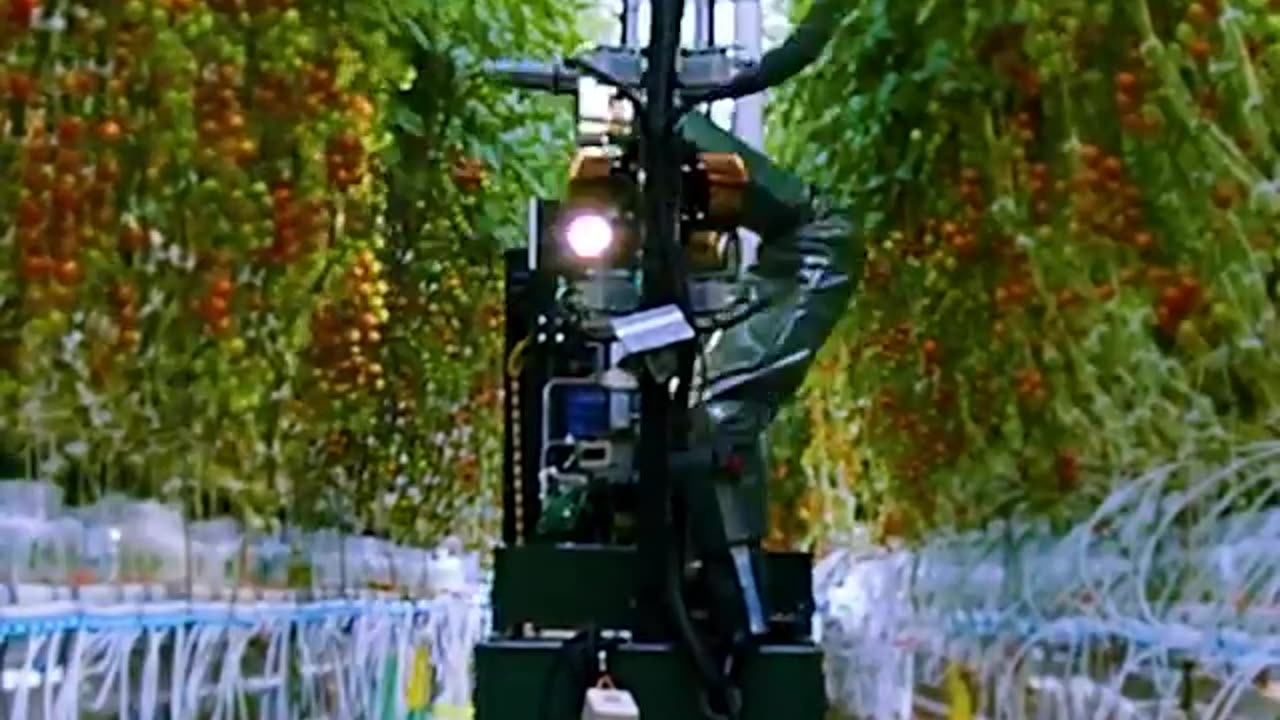 The GR-100, an autonomous tomato harvesting robot