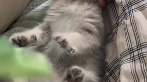 Dog's Comedy Videos 🤣 so cute videos 😍 funny videos in puppies comedy scenes 😂