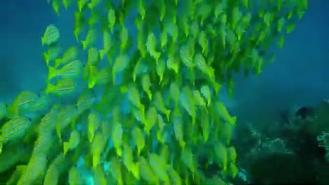 AMAZING UNDERWATER SEA LIFE !! HD !!!!