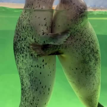Seals in love 😊