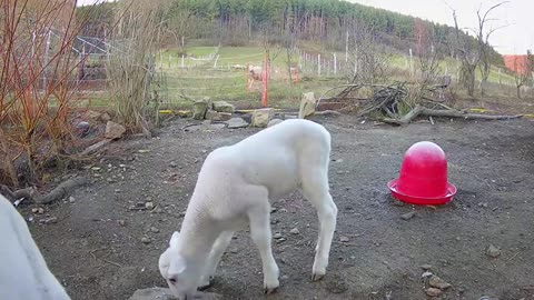 Happy, playful lambs 🐑🐑😀😂