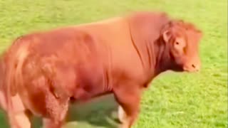 🐂😂 Bull's Hilarious Reaction to Cows! | FunFM