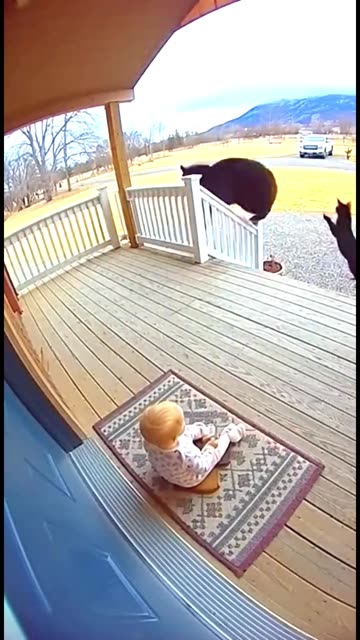 HERO CAT Saves Baby From Bear Attack! 😱 #CCTVFootage #animals #bestmoments #cat