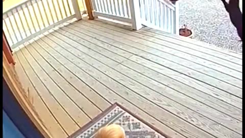 HERO CAT Saves Baby From Bear Attack! 😱 #CCTVFootage #animals #bestmoments #cat