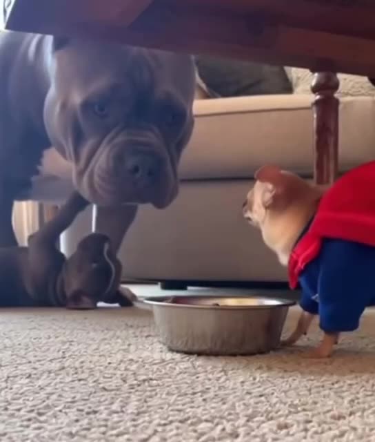 You two need to learn to play nice 😊