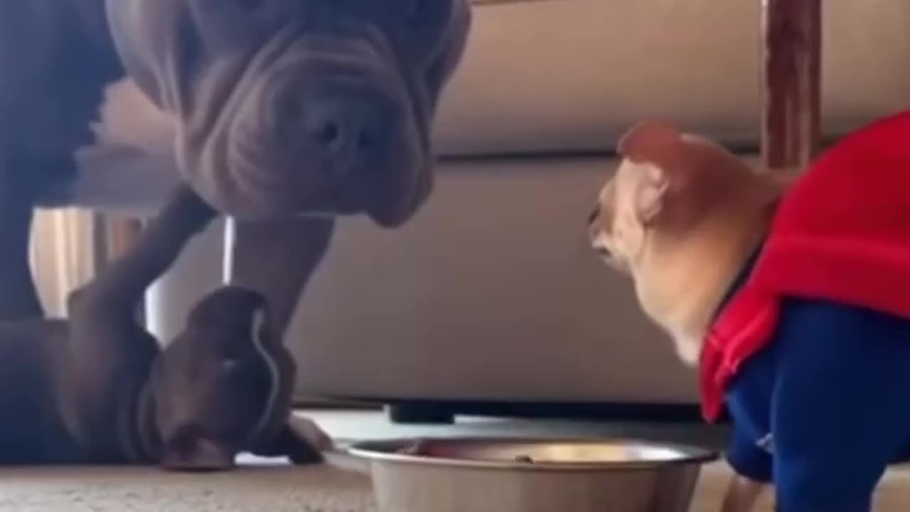 You two need to learn to play nice 😊