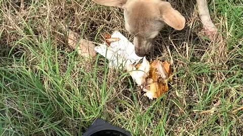 This puppy received a delicious feast