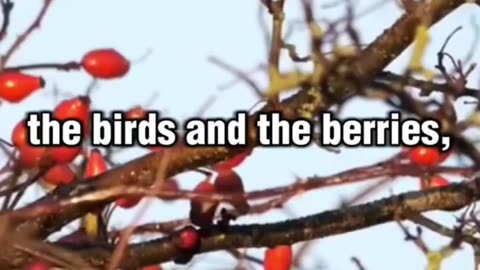 If He Can Make the Berries, He Can Make the Birds 🐦🍇 (This Will Change How You See God)