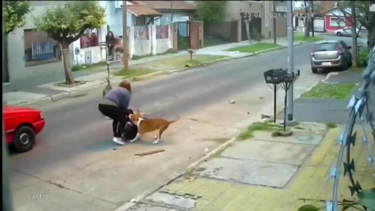 Pitbulls attack elderly woman