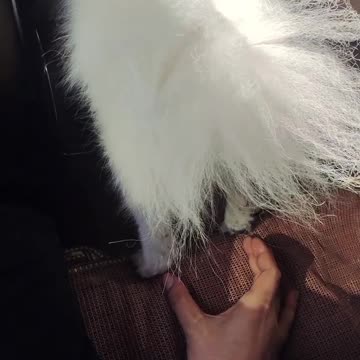 Cute Pets Debut Plan