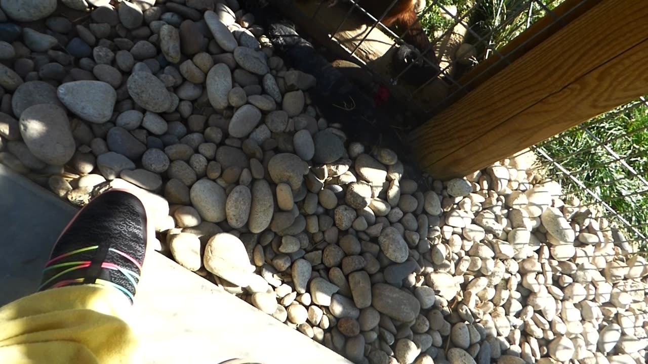 Minnie monkey looking for bugs