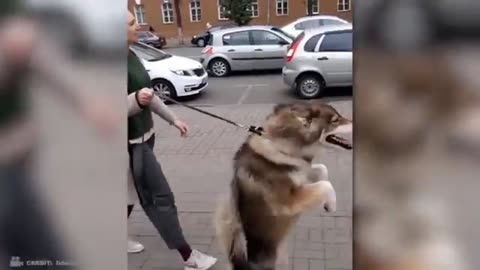 🙀 Amazing moments captured on camera Must Watch