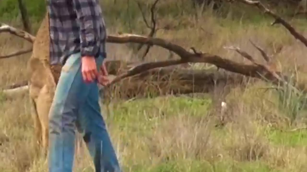 Man Rescues Dog From Fierce Kangaroo!