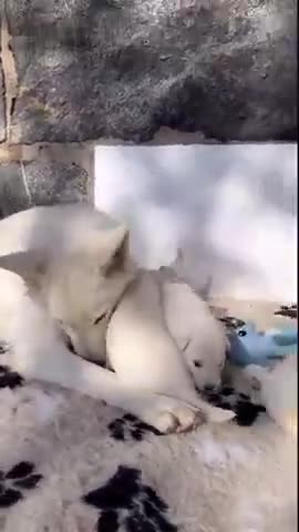 CHRISTMAS: A TIME FOR GIVING - DAILY DEVOTIONAL ❤️