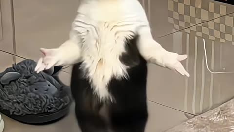 Can you're Cat dance like mine