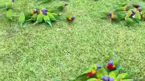 🤯✨ You Won't Believe What This Lorikeet Did Next! | FeedMyCuriosity