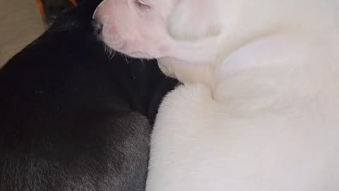 Pile of sleeping puppies!