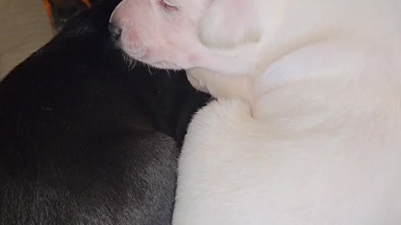 Pile of sleeping puppies!
