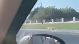 😱🏎️ This Driver Raced a Cheetah and Won! | FunFM