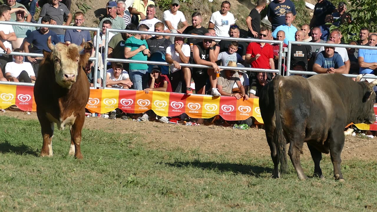 Brnjo od Briše vs Brizan od Alajbegovića Goduša 2025
