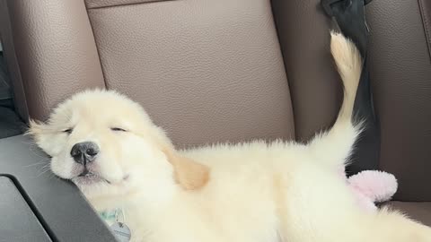 Golden Puppy Enjoys a Nap During First Road Trip
